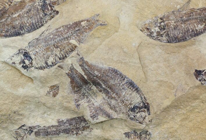 Fossil Fish (Gosiutichthys) Multiple Plate - Lake Gosiute #56777